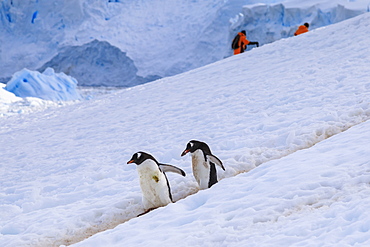 Gentoo penguins (Pygoscelis papua) use a penguin highway, visitors use their own, Neko Harbour, Antarctic Peninsula, Antarctica, Polar Regions