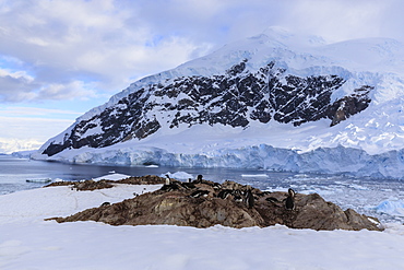 Gentoo penguins (Pygoscelis papua), early morning overlooking Neko Harbour glacier, Graham Land, Antarctic Continent, Antarctica, Polar Regions