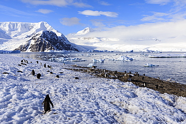 Gentoo penguins (Pygoscelis papua) and stunning scenery, early morning sun and mist, Neko Harbour, Graham Land, Antarctica, Polar Regions