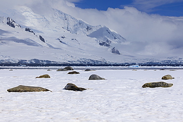 Sleeping Weddell seals (Leptonychotes weddellii), Half Moon Island, Livingston Island view, South Shetland Islands, Antarctica, Polar Regions