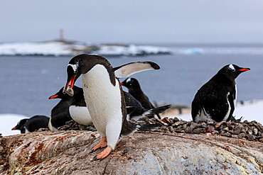 Gentoo penguin (Pygoscelis papua) carries pebble in colony, Damoy Point, Wiencke Island, Antarctic Peninsula, Antarctica, Polar Regions