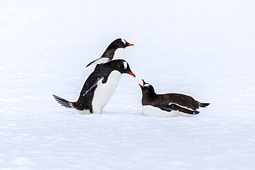 Gentoo penguins (Pygoscelis papua) meet on the snow, Damoy Point, Dorian Bay, Wiencke Island, Antarctic Peninsula, Antarctica, Polar Regions