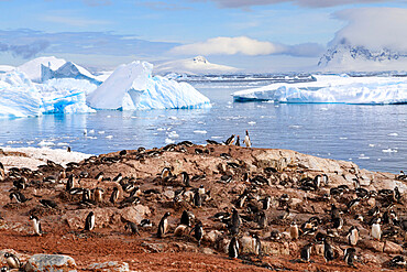 Gentoo penguin (Pygoscelis papua) colony, Cuverville Island, Errera Channel, Danco Coast, Antarctic Peninsula, Antarctica, Polar Regions