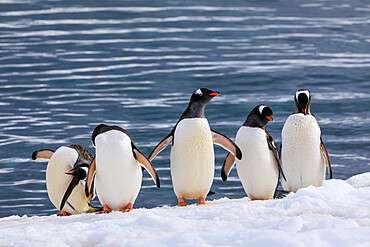 Gentoo penguins (Pygoscelis papua) in a line at the snowy sea shore, Cuverville Island, Antarctic Peninsula, Antarctica, Polar Regions