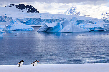 Gentoo penguins (Pygoscelis papua), Cuverville Island, Errera Channel, Danco Coast, Antarctic Peninsula, Antarctica, Polar Regions