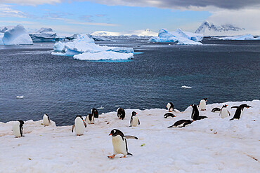 Gentoo penguins (Pygoscelis papua) come ashore, Cuverville Island, Errera Channel, Danco Coast, Antarctic Peninsula, Antarctica, Polar Regions