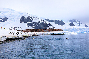 Gentoo penguins (Pygoscelis papua) and expedition tourists on Cuverville Island, Danco Coast, Antarctic Peninsula, Antarctica, Polar Regions