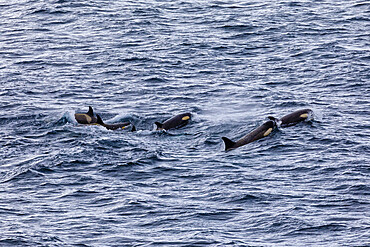 Pod of Type B Killer Whales (Orcinus orca) with yellow cast due to diatoms, Gerlache Strait, Antarctic Peninsula, Antarctica, Polar Regions