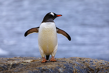 Gentoo penguin (Pygoscelis papua), on rocks above the sea, Gonzalez Videla Station, Waterboat Point, Paradise Bay, Antarctica, Polar Regions