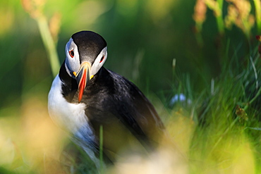 Atlantic puffin (Fratercula arctica), Sumburgh Head, South Mainland, Shetland Islands, Scotland, United Kingdom, Europe