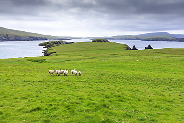 St. Ninian's Isle, sheep and spectacular cliff scenery, South West Mainland, Shetland Islands, Scotland, United Kingdom, Europe