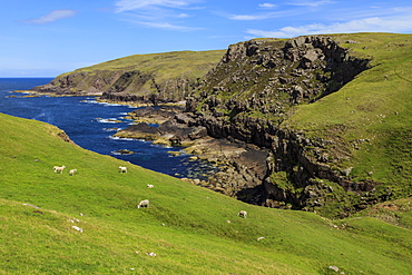 Sheep grazing by sea in Lochniver, Scotland, Europe