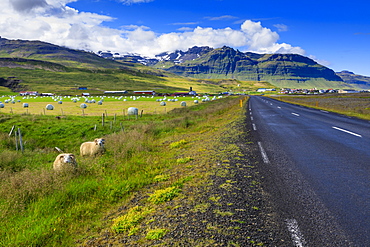 Sheep by rural road in Grundarfjordur, Iceland, Europe