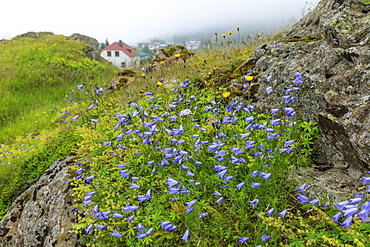 Purple wildflowers on rock by Vopnafjordur, Iceland, Europe