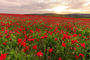 Red poppies, backlit field at sunrise, beautiful wild flowers, Peak District National Park, Baslow, Derbyshire, England, United Kingdom, Europe