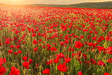 Red poppies, backlit field at sunrise, beautiful wild flowers, Peak District National Park, Baslow, Derbyshire, England, United Kingdom, Europe