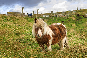 Red and white Shetland pony in field, a world famous unique and hardy breed, Westerwick, West Mainland, Shetland Isles, Scotland, United Kingdom, Europe