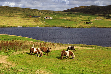 Shetland Ponies, a world famous unique and hardy breed, Aith Voe, East Burrafirth, West Mainland, Shetland Isles, Scotland, United Kingdom, Europe