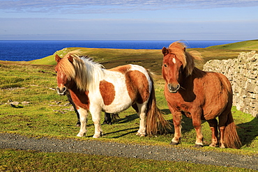 Windswept Shetland Ponies, a world famous unique and hardy breed, cliff tops of Northmavine, Mainland, Shetland Isles, Scotland, United Kingdom, Europe