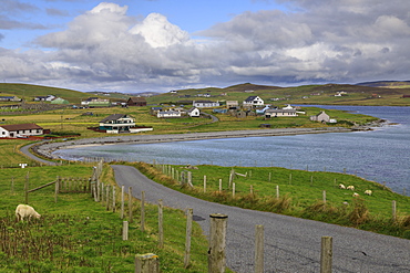 Papil, winding coastal road and village, sheep, West Burra Island, Shetland Isles, Scotland, United Kingdom, Europe