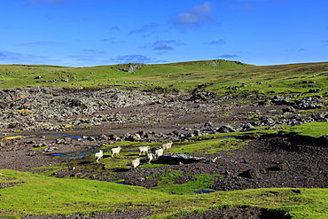 Shetland sheep, Villians of Hamnavoe, cliff tops shaped by storm deposits, Eshaness, Northmavine, Shetland Isles, Scotland, United Kingdom, Europe