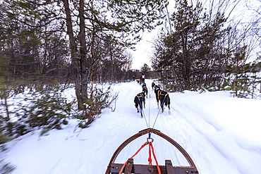 Alaskan husky pulled dog sleds speed through snowy forest, twilight in winter, Alta, Finnmark, Arctic Circle, North Norway, Scandinavia, Europe