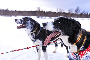 Alaskan husky, blue eyes, tongue out, covered in snow, attached to sled, twilight in winter, Alta, Finnmark, Arctic North Norway, Scandinavia, Europe