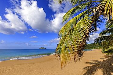 Tropical Anse de la Perle beach, palm trees, golden sand, blue sea, Death In Paradise location, Deshaies, Guadeloupe, Leeward Islands, West Indies, Caribbean, Central America