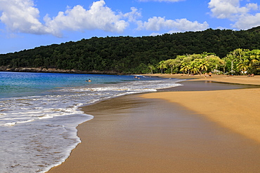 Tropical Anse de la Perle beach, palm trees, golden sand, blue sea, Death In Paradise location, Deshaies, Guadeloupe, Leeward Islands, West Indies, Caribbean, Central America