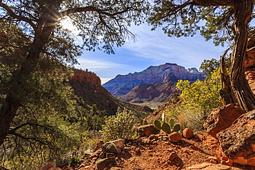 Canyon Pines, pine trees frame a view from the base of Bridge Mountain, Watchman Trail, Zion National Park, Utah, United States of America, North America