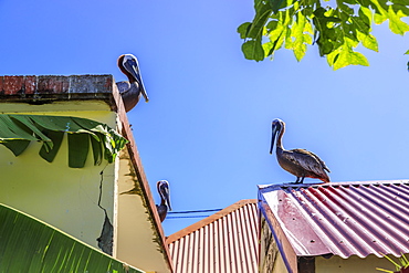 Three pelicans, roof tops, banana plant, Petite Anse beach, Terre de Haut, Iles Des Saintes, Les Saintes, Guadeloupe, Leeward Islands, West Indies, Caribbean, Central America