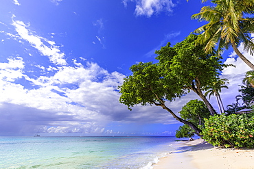 Paynes Bay, overhanging trees, fine pale pink sand beach, turquoise sea, beautiful West Coast, Barbados, Windward Islands, West Indies, Caribbean, Central America