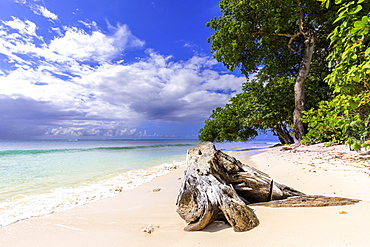 Paynes Bay, overhanging trees, fine pale pink sand beach, turquoise sea, beautiful West Coast, Barbados, Windward Islands, West Indies, Caribbean, Central America