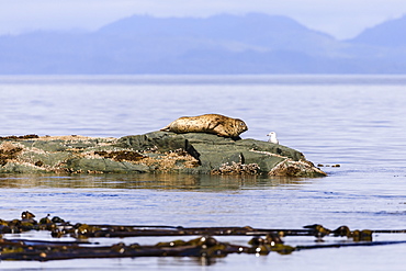 Seal and seabird look at each other on a rock in the calm sea, near Alert Bay, Inside Passage, British Columbia, Canada, North America