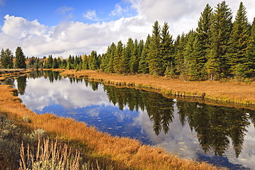 Reflected pines at Schwabacher's Landing, Grand Teton National Park, Wyoming, United States of America, North America