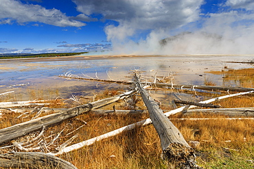 Fallen lodgepole pines, Grand Prismatic Spring, Midway Geyser Basin, Yellowstone National Park, UNESCO World Heritage Site, Wyoming, United States of America, North America