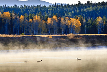 Wildfowl on Snake River surrounded by a cold dawn mist in autumn (fall), Grand Teton National Park, Wyoming, United States of America, North America