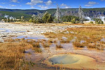 Trees crusted in frost and thermal features, cold Autumn (Fall) day, Upper Geyser Basin, Yellowstone National Park, UNESCO World Heritage Site, Wyoming, United States of America, North America