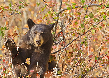 Cinnamon black bear (Ursus americanus) pauses from collecting autumn (fall) berries, Grand Teton National Park, Wyoming, United States of America, North America