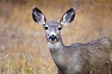 Alert mule deer (Odocoileus hemionus) stares at the camera, Grand Teton National Park, Wyoming, United States of America, North America