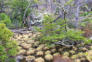 Magellanic lenga (Nothofagus pumilio) forest and swamp, Torres del Paine National Park, Patagonia, Chile, South America