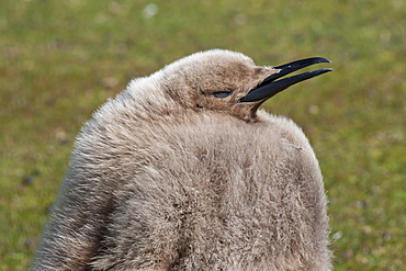 King penguin (Aptenodytes patagonicus) chick, the Neck, Saunders Island, Falkland Islands, South America