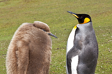 King penguin (Aptenodytes patagonicus) with chick, inland, the Neck, Saunders Island, Falkland Islands, South America