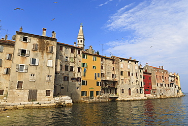 Soaring birds over the Old Town peninsula on a summer's early morning, Rovinj (Rovigno) peninsula, Istria, Croatia, Europe