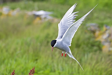 Arctic tern (Sterna paradisaea) in flight, Inner Farne, Farne Islands, Northumberland, England, United Kingdom, Europe