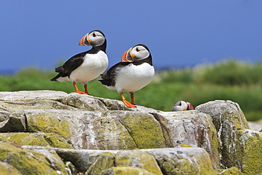 Atlantic puffins (Fratercula arctica) on a rock against a blue sky, Inner Farne, Farne Islands, Northumberland, England, United Kingdom, Europe