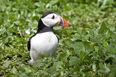 Atlantic puffin (Fratercula arctica) amongst green foliage, Inner Farne, Farne Islands, Northumberland, England, United Kingdom, Europe