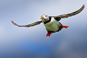 Atlantic puffin (Fratercula arctica) in flight, Inner Farne, Farne Islands, Northumberland, England, United Kingdom, Europe