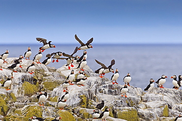 Atlantic puffins (Fratercula arctica) take flight from a cliff-top, Inner Farne, Farne Islands, Northumberland, England, United Kingdom, Europe