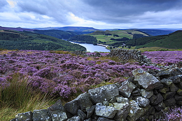 Heather covered Bamford Moor, Ladybower Reservoir and Ashopton Bridge at dawn in summer, Peak District, Derbyshire, England, United Kingdom, Europe